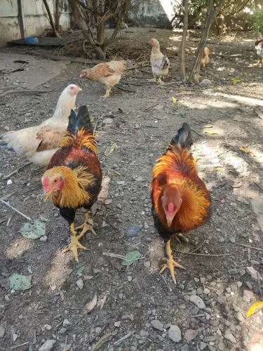 Galo de quintal 