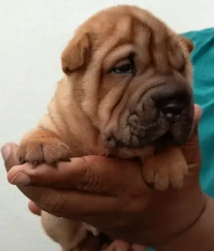 Filhote de Sharpei