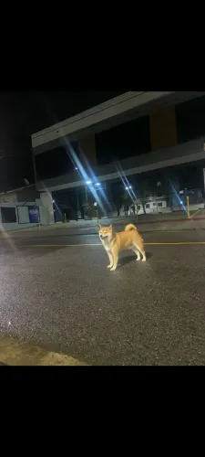 Doação de pet