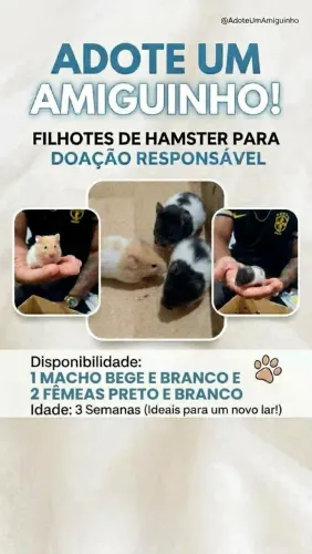 Doa-se filhotes de hamister 2 machos e 1 fêmea, 3 semanas de vida!