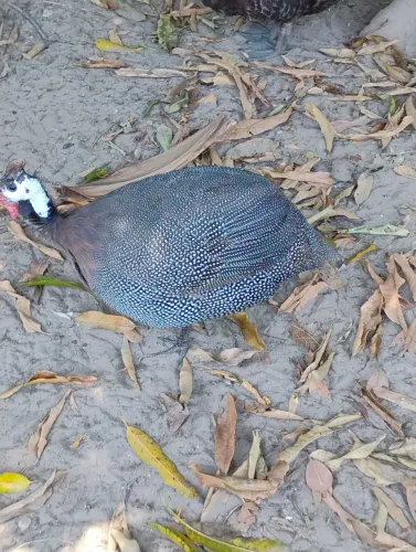 Vendo Patos, galos e galinha da Angola.