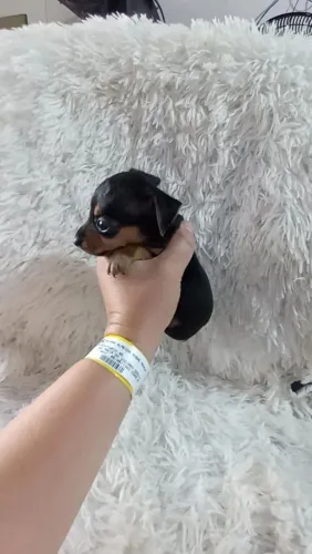 Pinscher zerinho fêmea ( minúscula) cotó