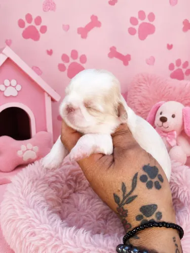 Shih Tzu fêmea rara e exclusiva 