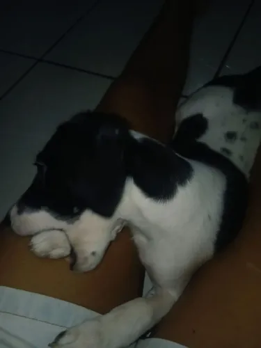 Cachorra fêmea para doação