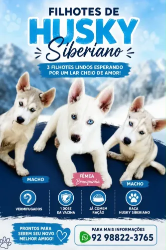 Vendo filhotes de husky siberiano