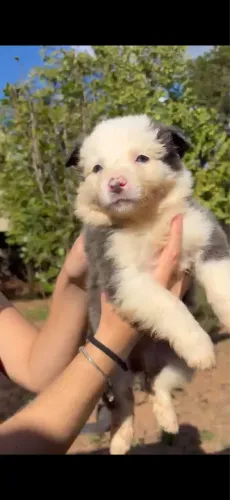 Filhotes de border collie 