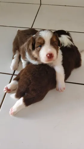 Filhotes de Border Collie 