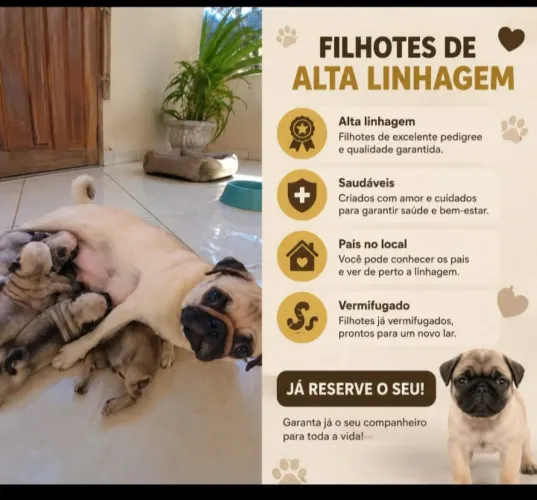 Pug