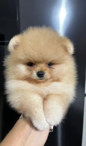 Lindo Filhote Lulu da Pomerânia Spitz Alemão Anão