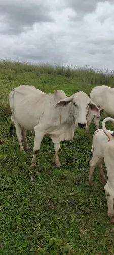 Vende se um lote 11 cabeça de gado