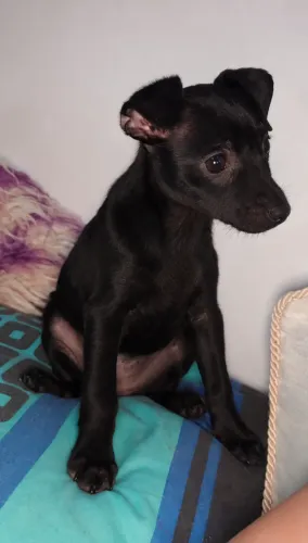 PINSCHER 2 - SERRA TALHADA - FEMEA