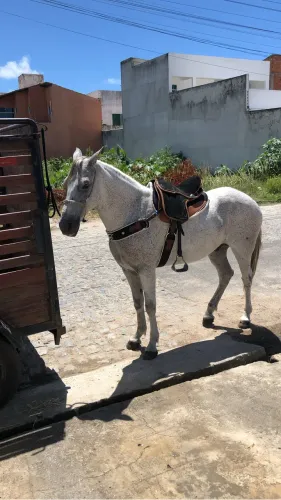 Vendo cavalo