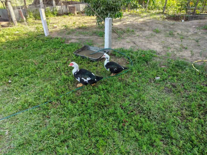 Patos
