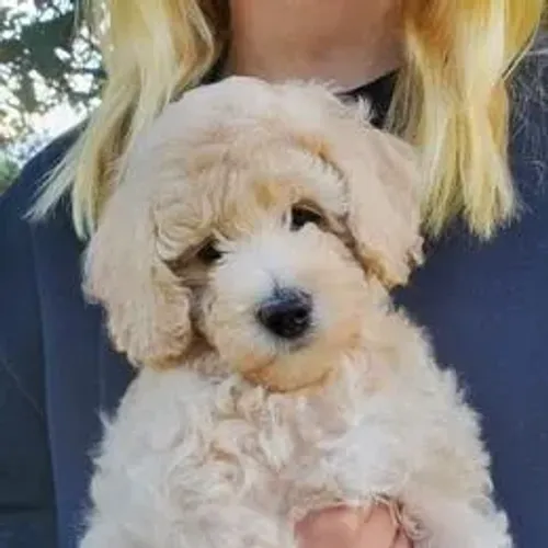 Poodle,Poodle Filhote Pronto Para Novo Lar