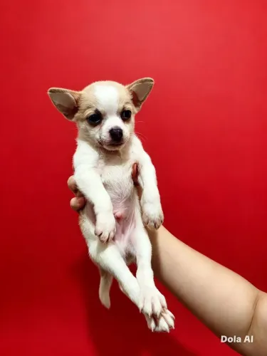 Chihuahua filhote