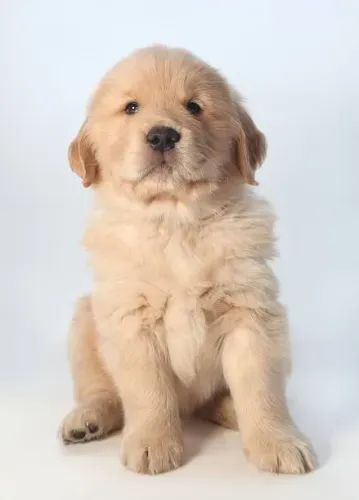 ? Seu Novo Golden Retriever Espera por Você | Confira a Ninhada