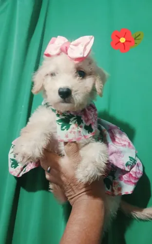 Poodle toy femeas valores individual
