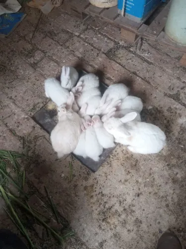Vendo coelhos