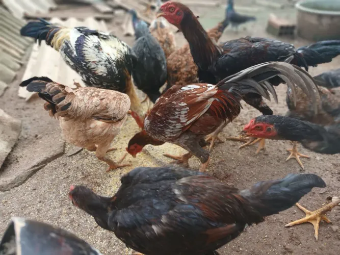 vendo galinhas e frangos caipira