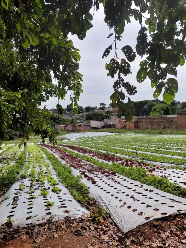 Vaga para horticultor 