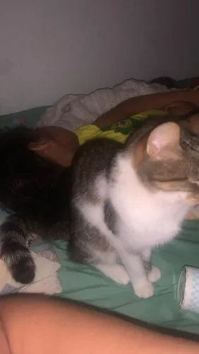 Lindo gato,manso e carinhoso