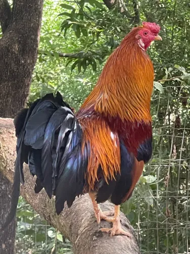 Vendo Galo