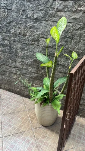 Vasos de planta