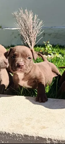 Pitbull 