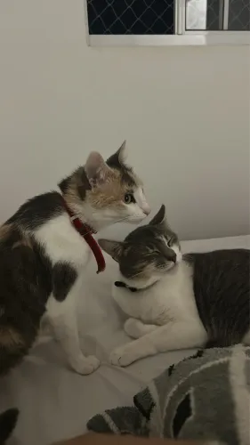 Doação de gatos 