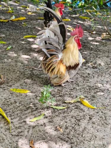 Chabo Nagasaki pet
