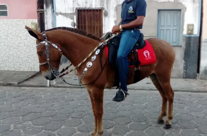 Burro bom e Manso