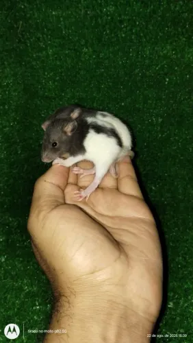 Rato Twister