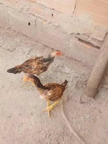 Frangos e frangas costeiros