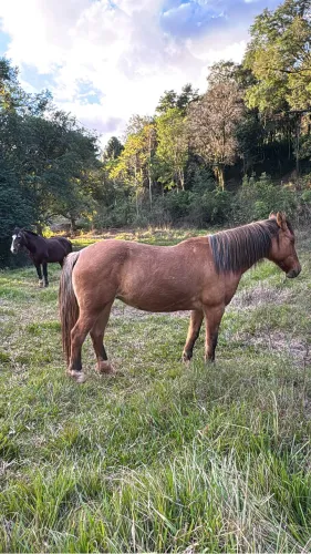 Egua crioula com registro para (cria)