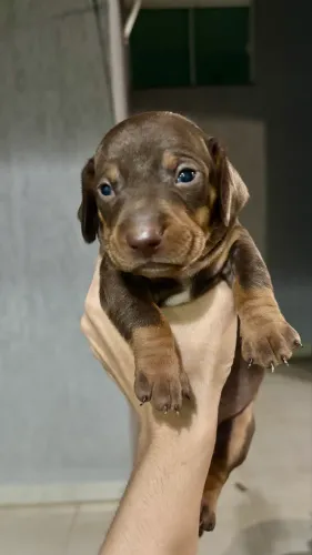 Filhote de Dachshund
