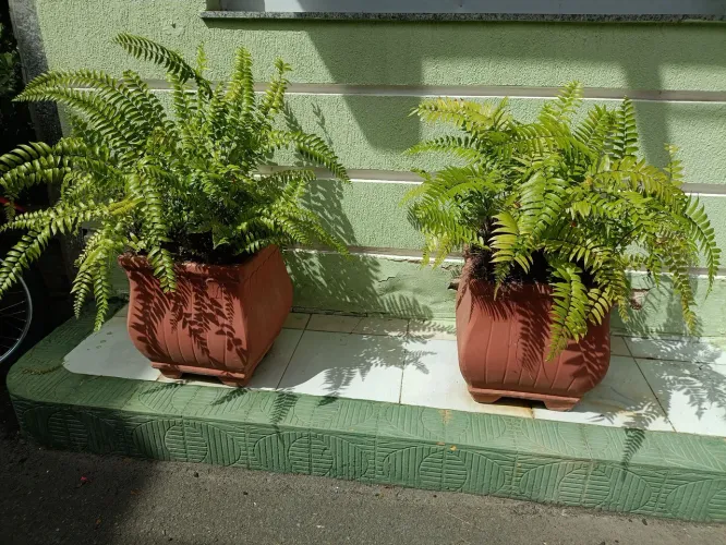 Lindos vasos de cerâmica para plantas *