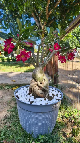 Rosa do Deserto