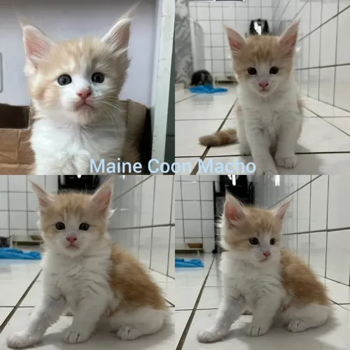 Maine Coon Filhotes - Gatil Bsb Cat