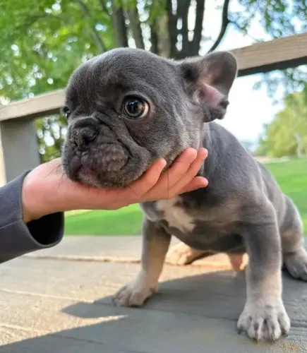 Bulldogue Francês - Carisma Que Faz Diferença