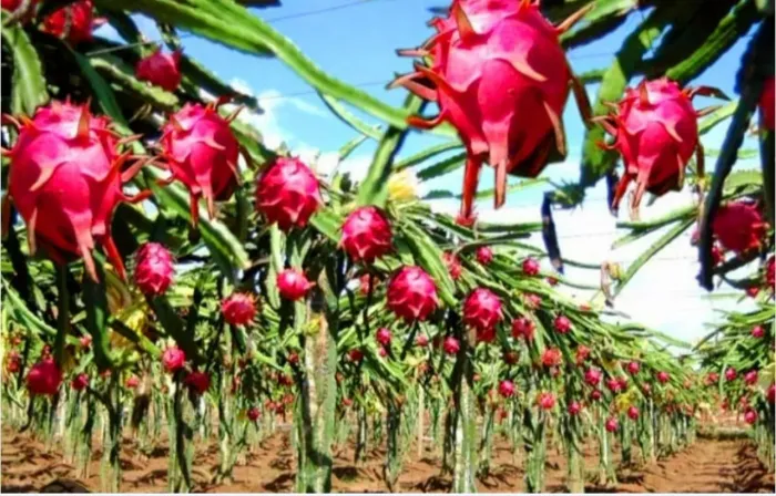 Mudas de pitaya 