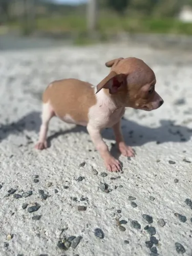 Pinscher 0 - macho