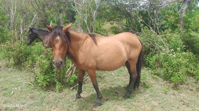 Eguinha piquira buchudade um pônei