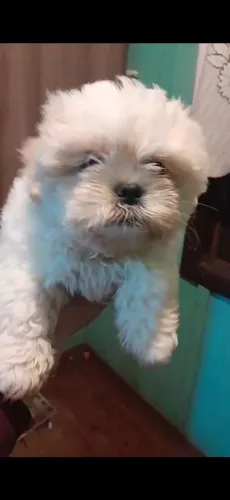 Shih Tzu