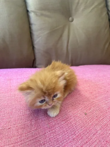 Gato Persa Himalaia