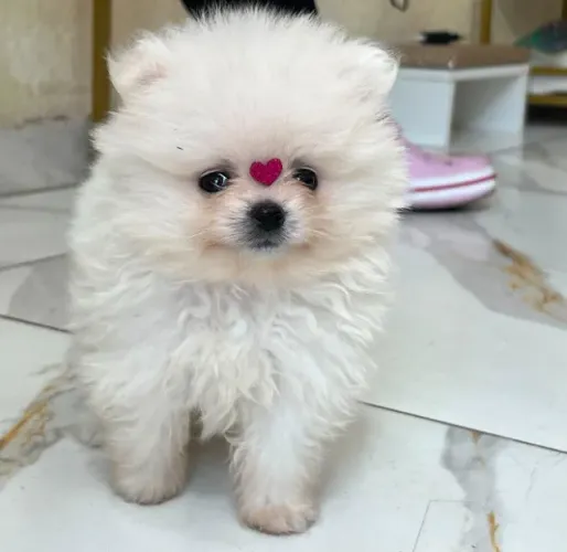 Lulu Spitz Fêmea e Machinho Anao Ursinho Com Pedigree.