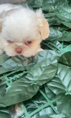 Shih tzu branca/ areia com pedigree, fêmea, olhos claro