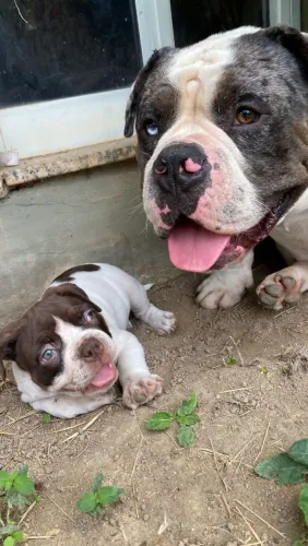 AMERICAN BULLY POCKET | PEDIGREE | ÚLTIMOS 2