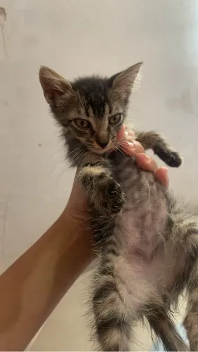 Doando gato rajado urgente