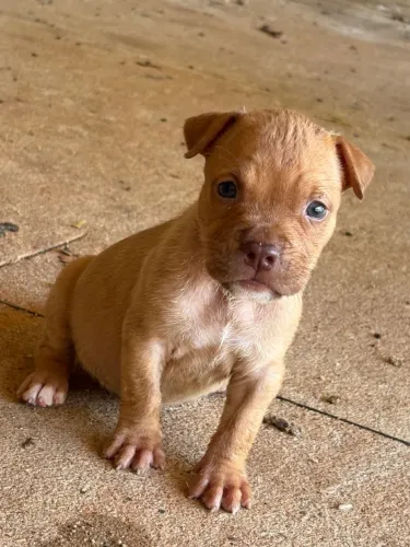 Vende- Se Filhotes De Pitbull