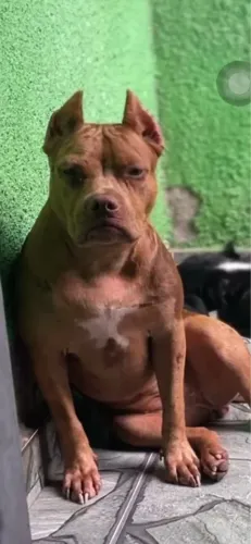 VENDA-SE FILHOTES DE AMERICAN BULLY